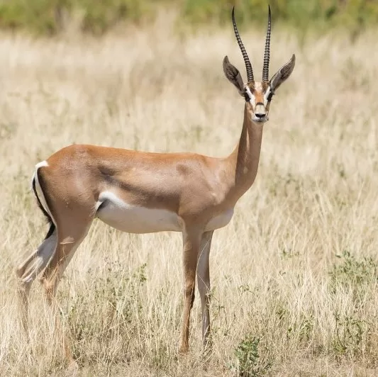 Antilope
