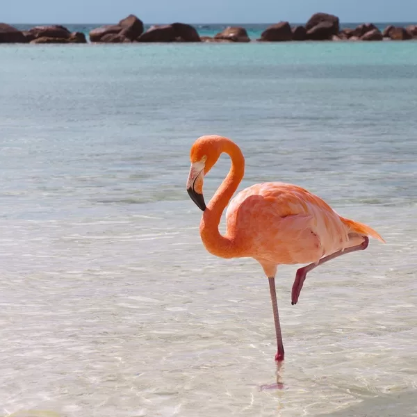 Flamand Rose